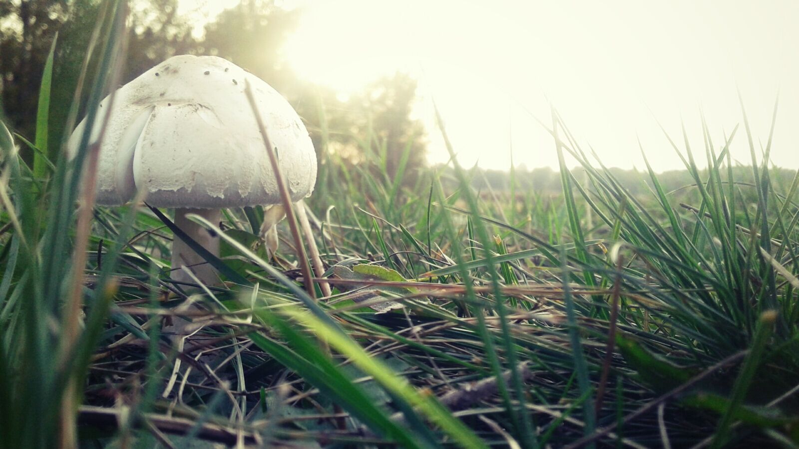Samsung Galaxy J1 sample photo. Mushroom, grass, nature photography
