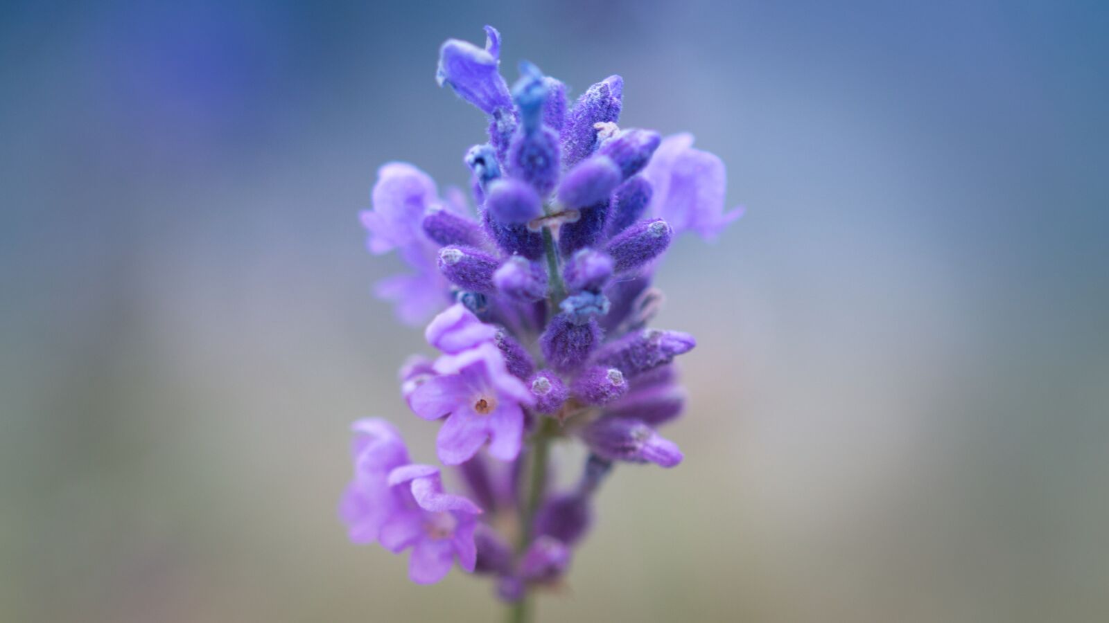 Canon EOS 200D (EOS Rebel SL2 / EOS Kiss X9) sample photo. Lavender, blossom, bloom photography
