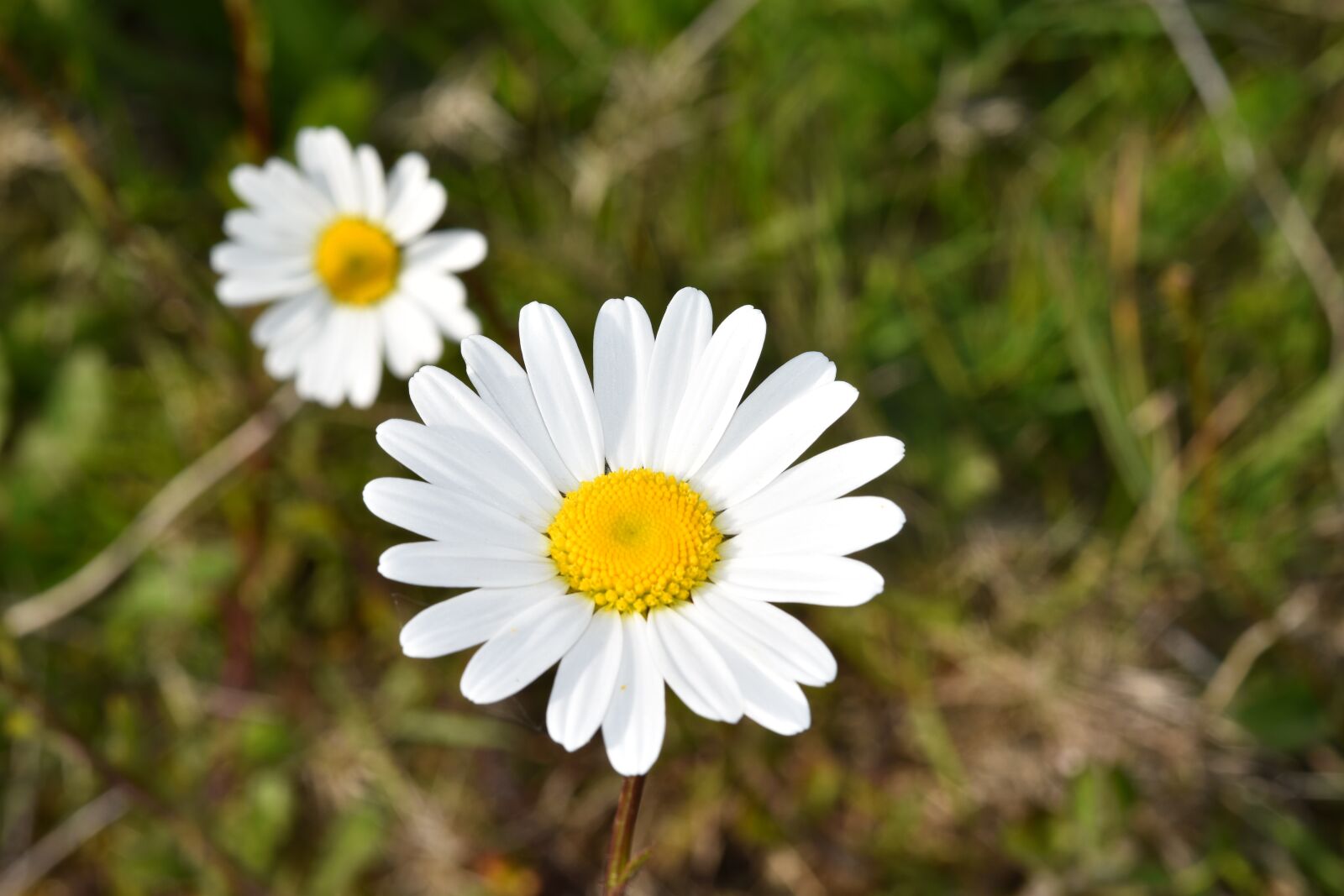 Nikon D5600 sample photo. Flower, flower daisies, marguerite photography
