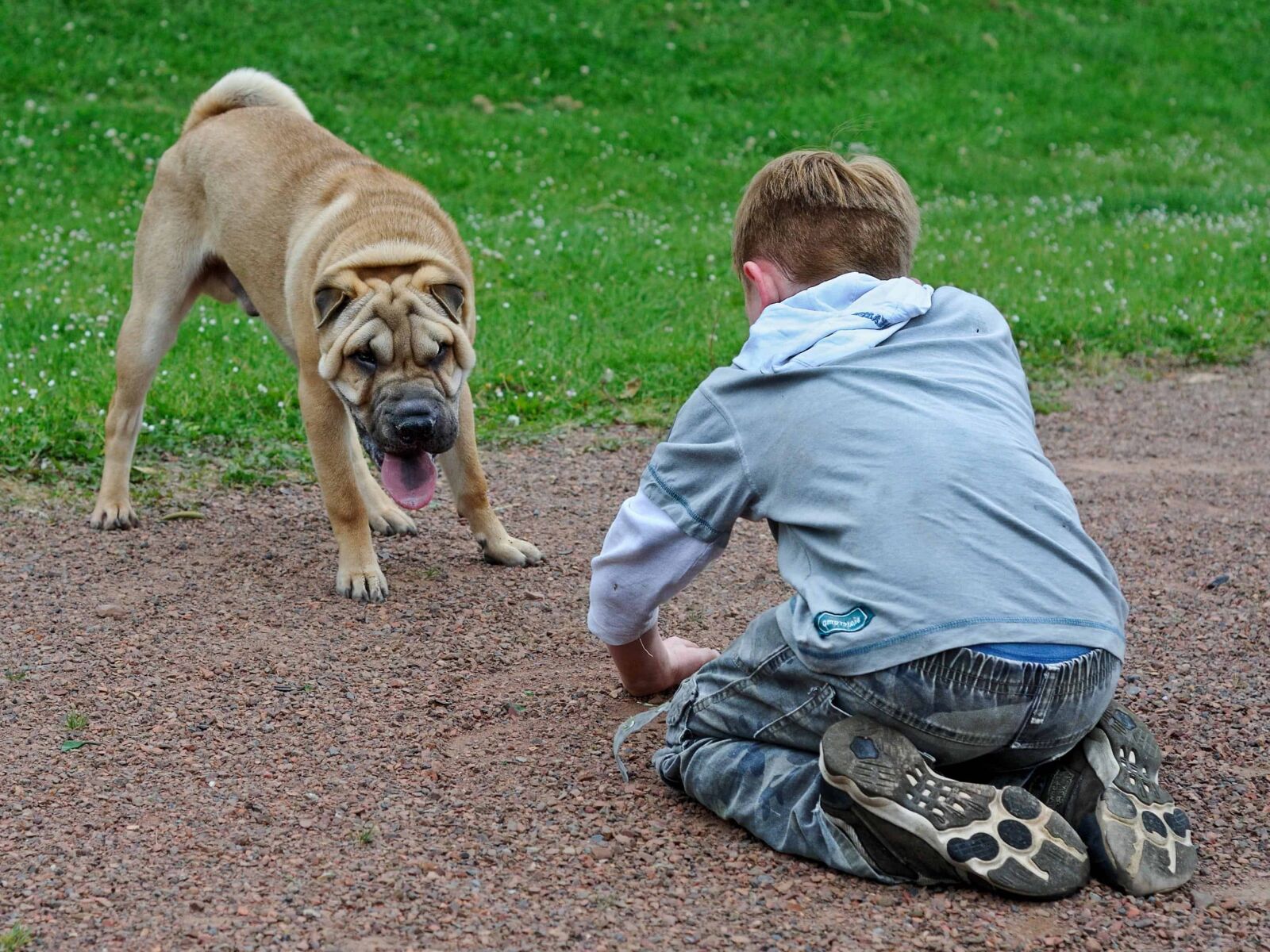 Nikon D300 sample photo. Dog, boy, child, grass photography