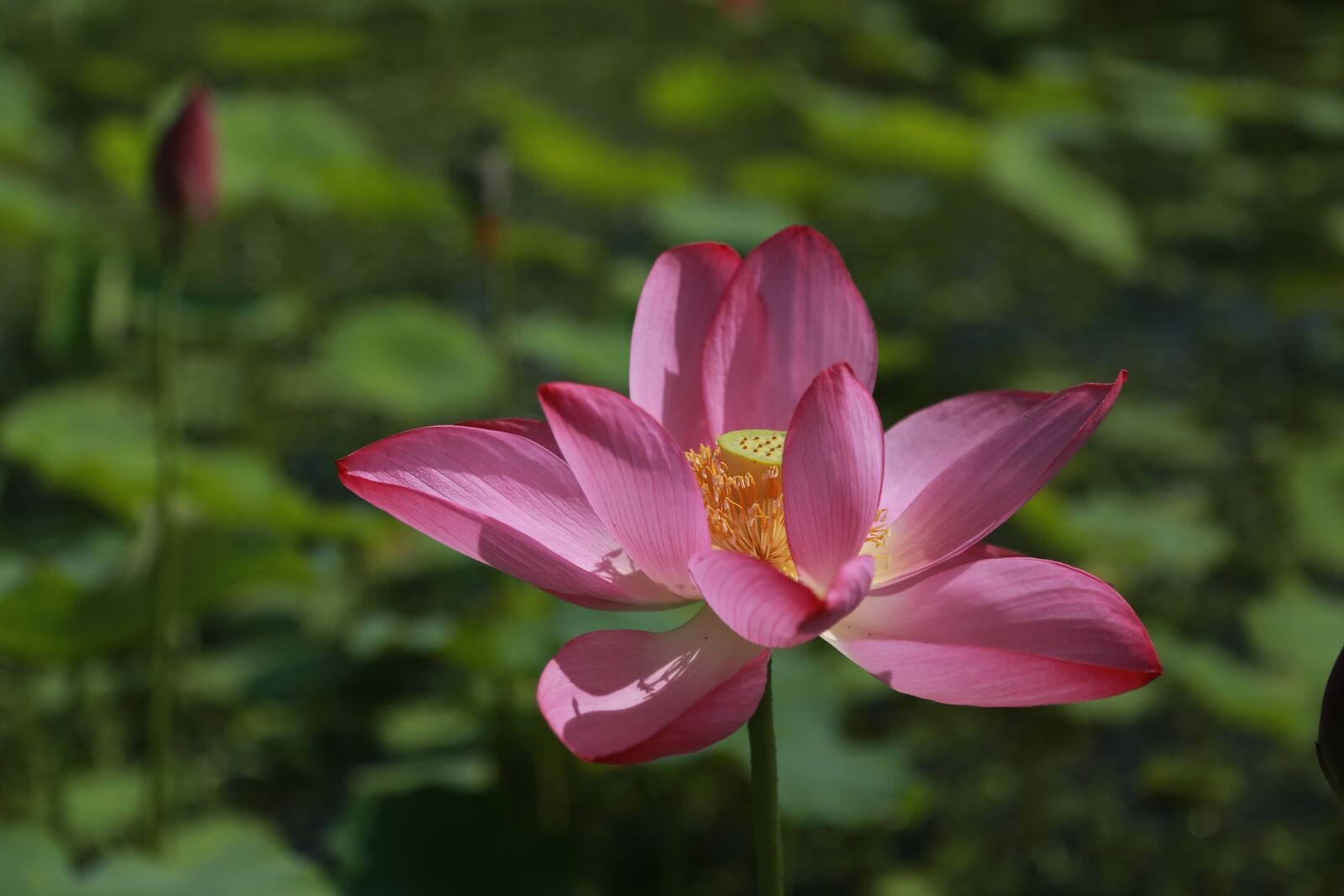 Canon EOS 6D + Canon EF 24-105mm F4L IS USM sample photo. Kite, lotus, water lilies photography