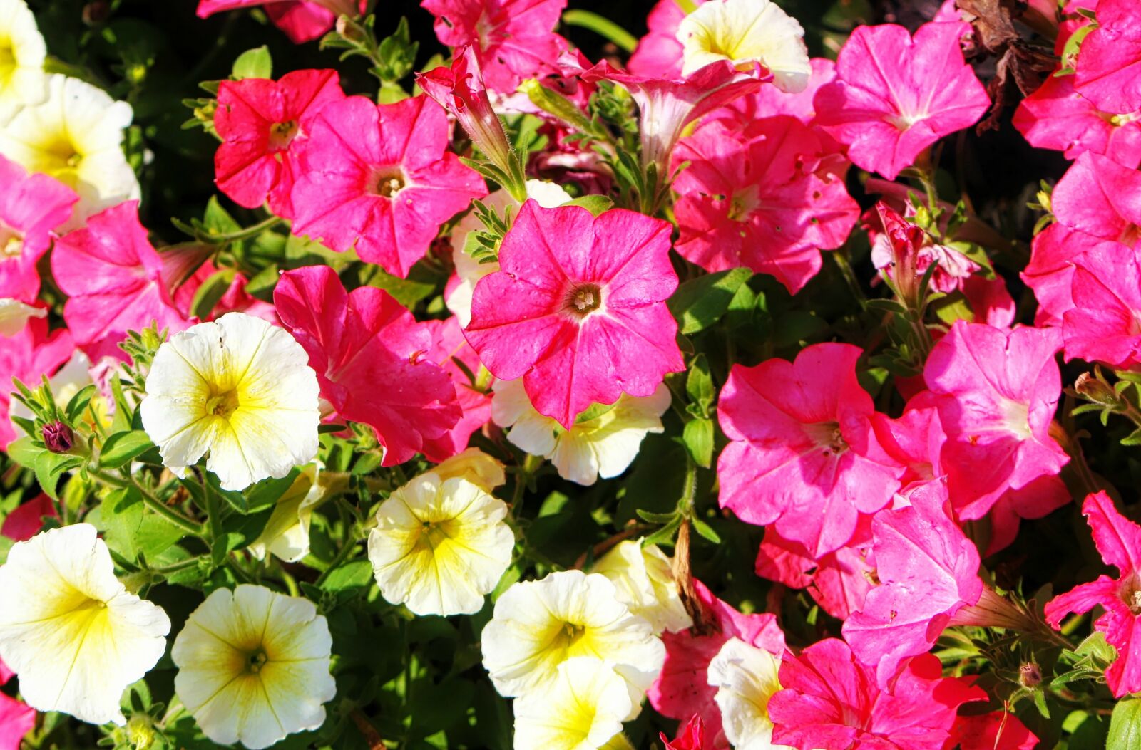 Canon EOS 600D (Rebel EOS T3i / EOS Kiss X5) sample photo. Flower, petunia, summer wave photography