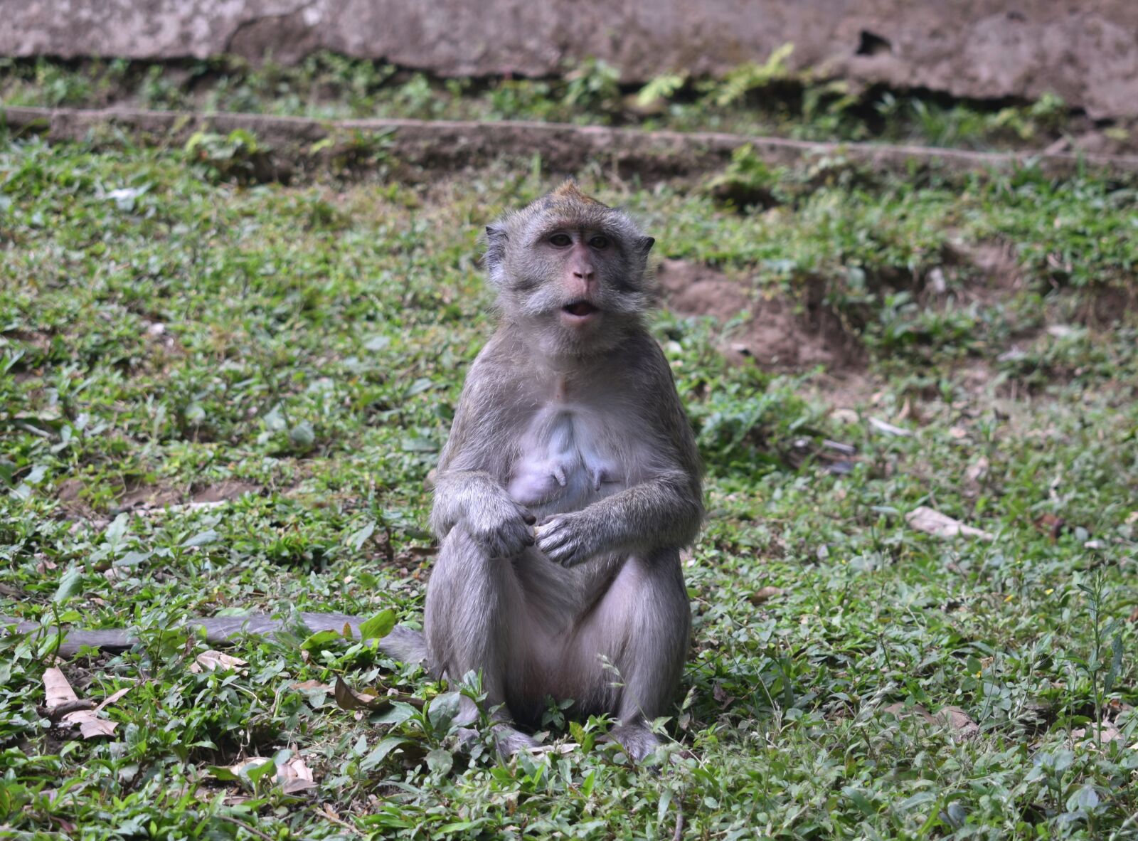Nikon D3400 sample photo. Monkey, animal, wild photography