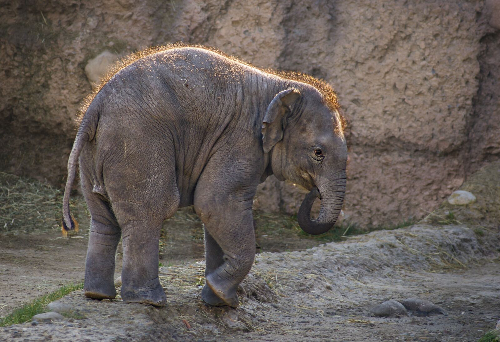 Sony a7 sample photo. Elephant, zoo, animal photography