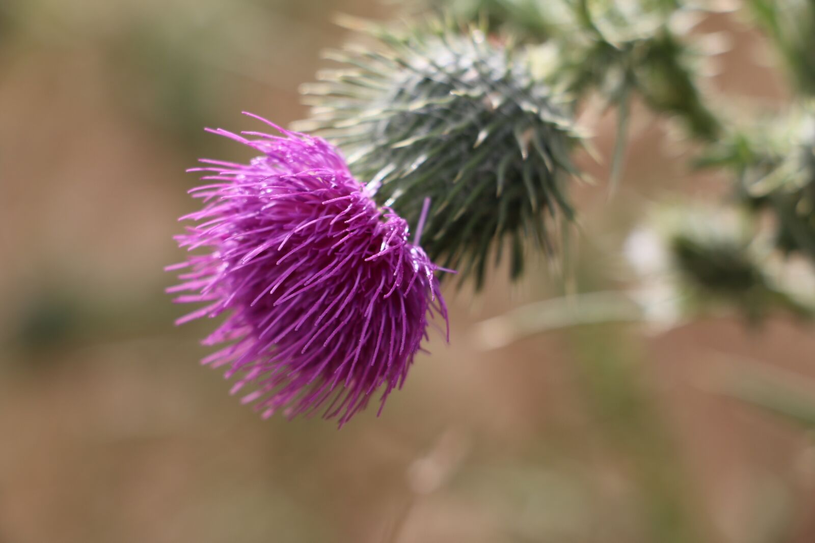 Canon EOS 70D sample photo. Trail, hiking, path photography