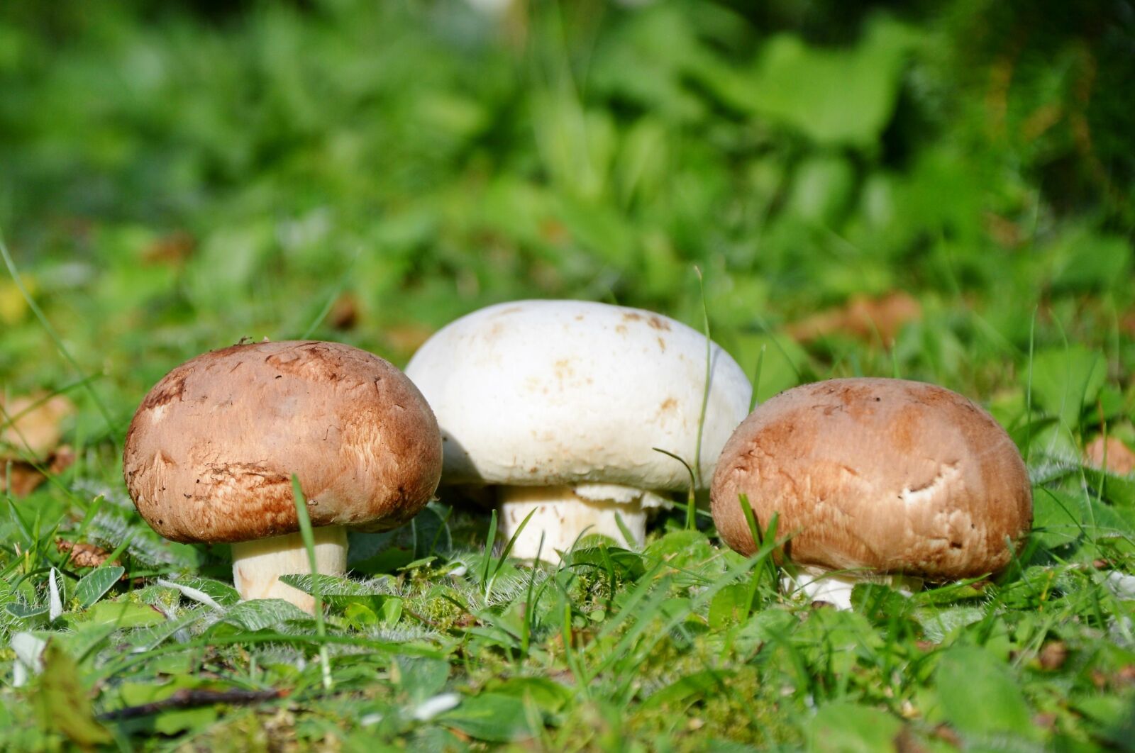 Nikon D3200 sample photo. Mushroom, egerling, disc fungus photography