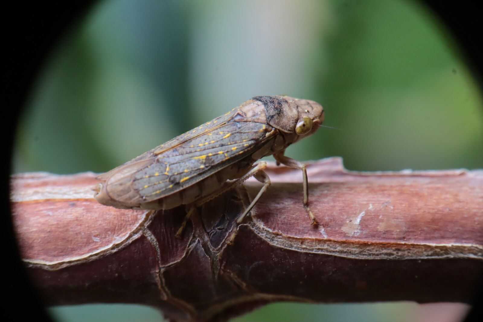 Canon EOS M50 (EOS Kiss M) sample photo. Insect, hemiptera, auchenorrhyncha photography