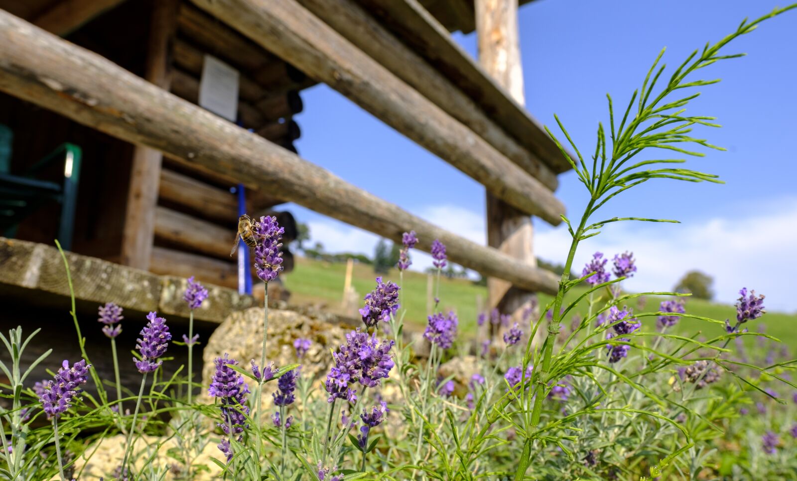 Fujifilm X-T2 sample photo. Lavender, true lavender, medicinal photography