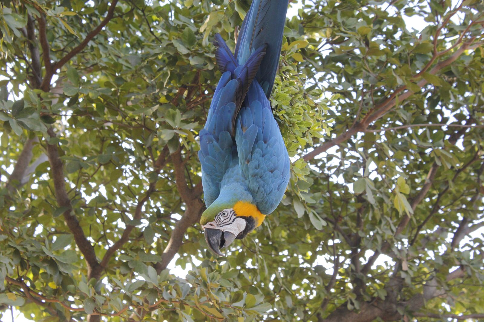 Canon EOS 550D (EOS Rebel T2i / EOS Kiss X4) sample photo. Bird, ave, bluebird photography