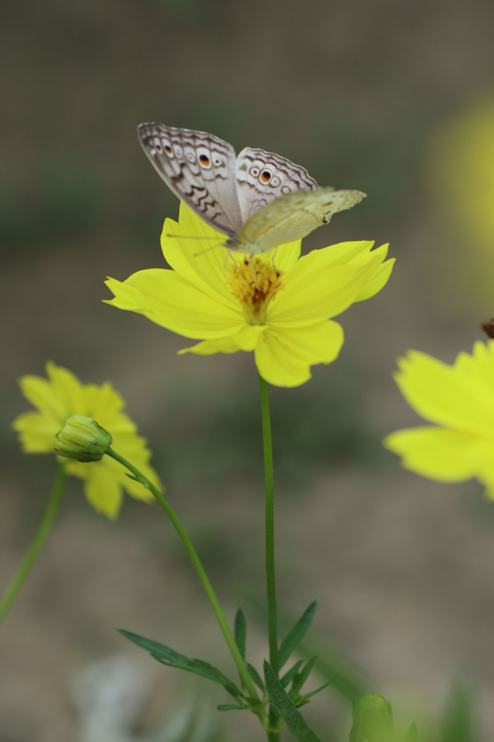 Canon EOS M6 sample photo. Butterfly flower, yellow, garden photography