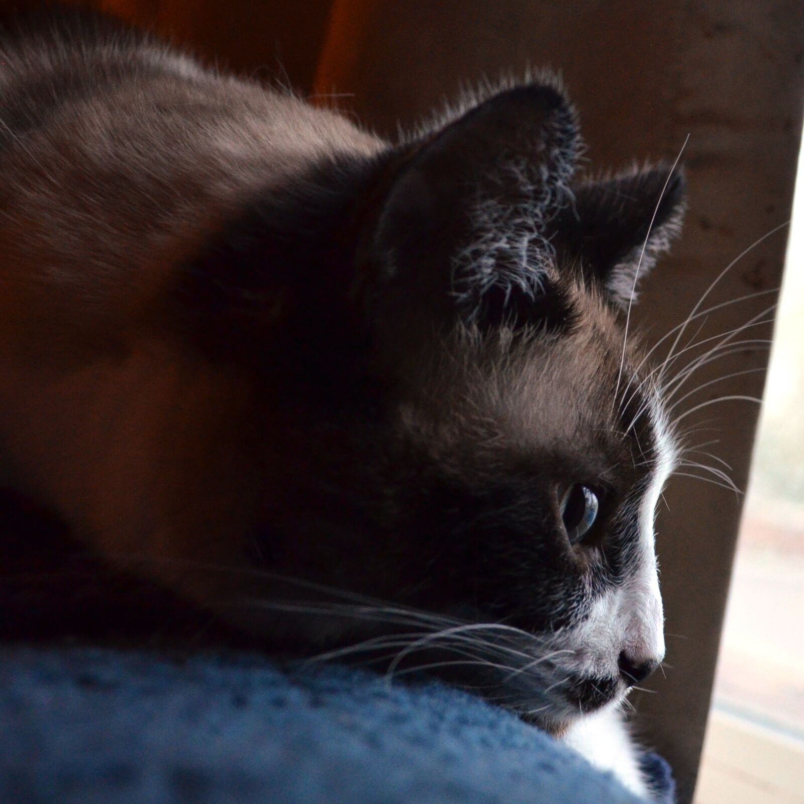 Nikon D5100 sample photo. Cat, siamese, mix photography