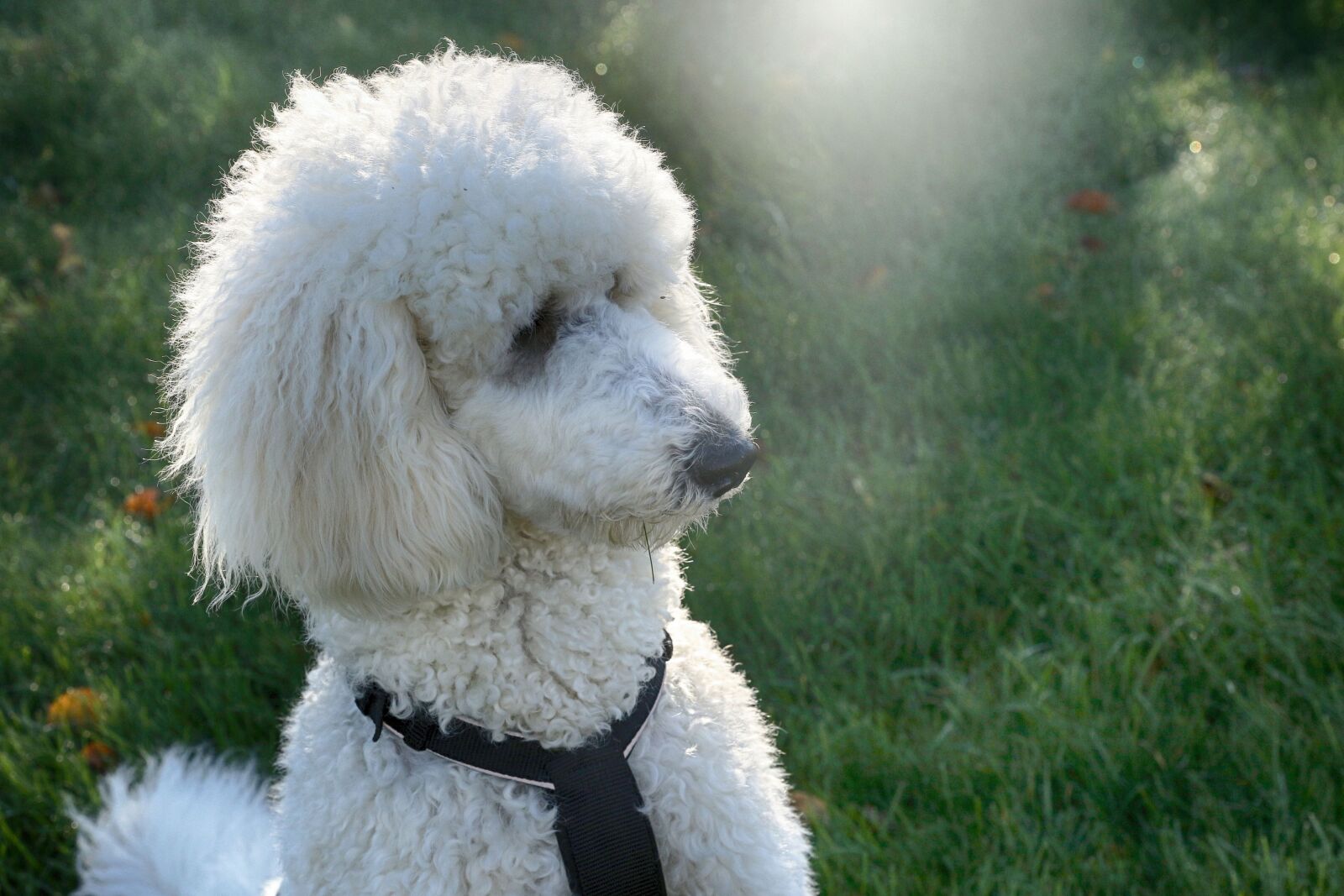 Canon EOS 7D Mark II sample photo. Puddle, dog, animal photography