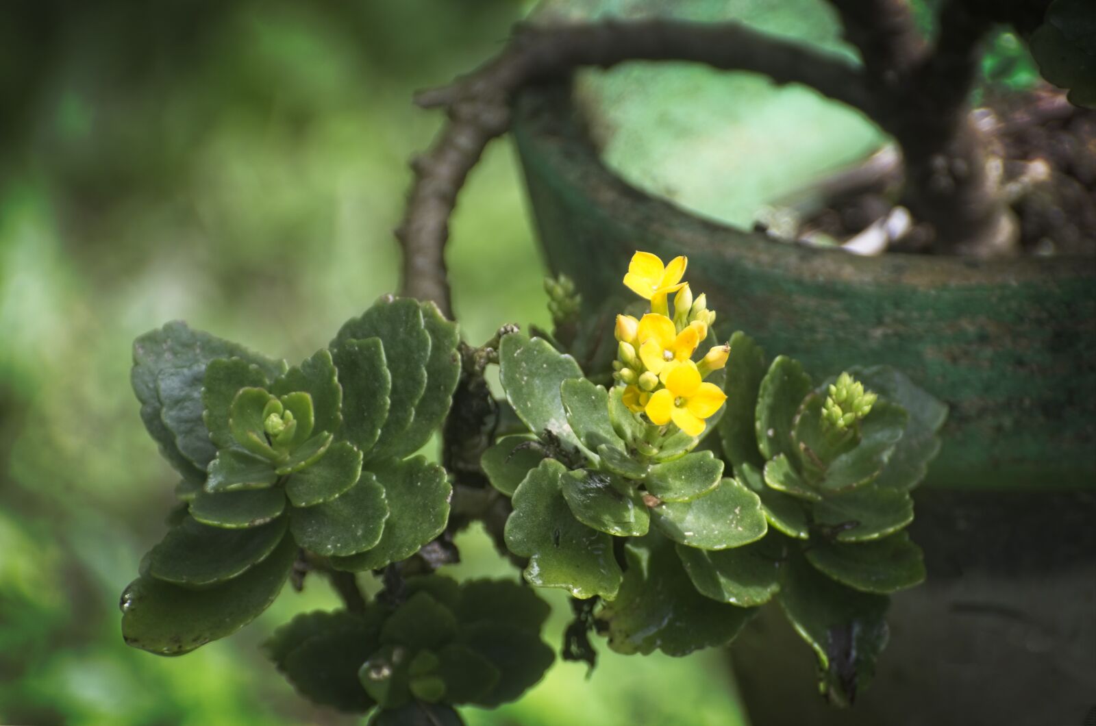 Nikon AF-S VR Zoom-Nikkor 70-300mm f/4.5-5.6G IF-ED sample photo. Plant, flower, green photography