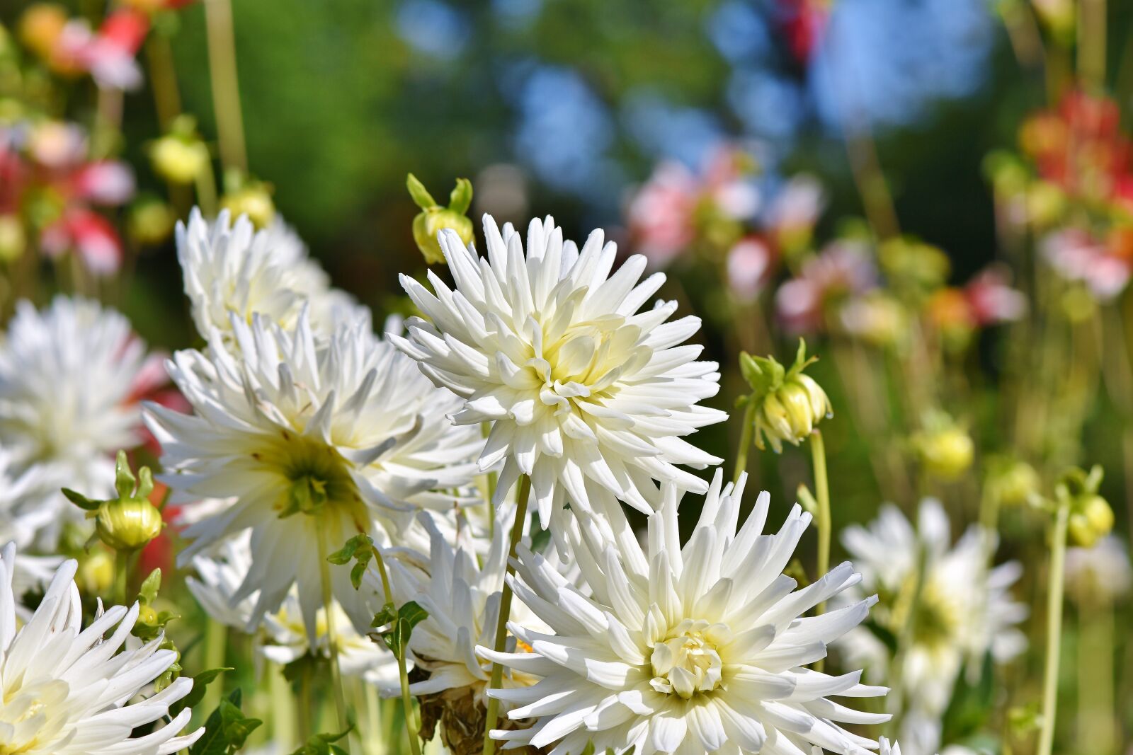 Nikon D7200 sample photo. Dahlia, cactus dahlia, flower photography
