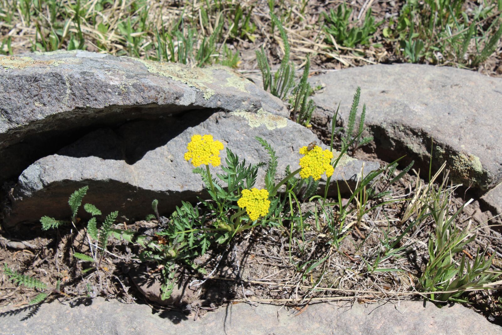 Canon EOS 1300D (EOS Rebel T6 / EOS Kiss X80) sample photo. Yellow, flowers, nature photography