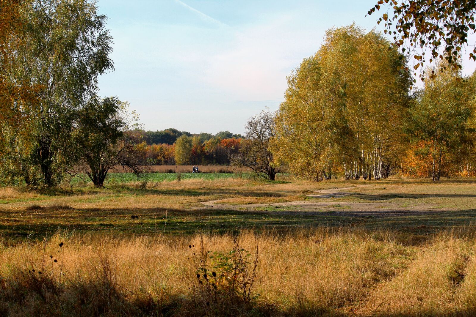 Canon EF-S 55-250mm F4-5.6 IS II sample photo. Autumn, autumn forest, emerge photography