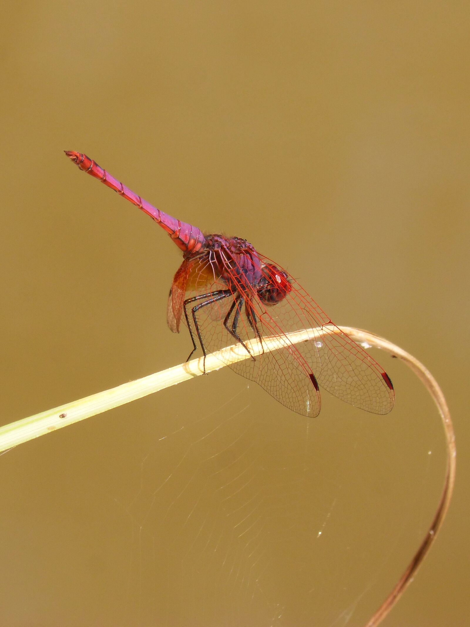 Panasonic DMC-FZ62 sample photo. Red dragonfly, pipe vinous photography