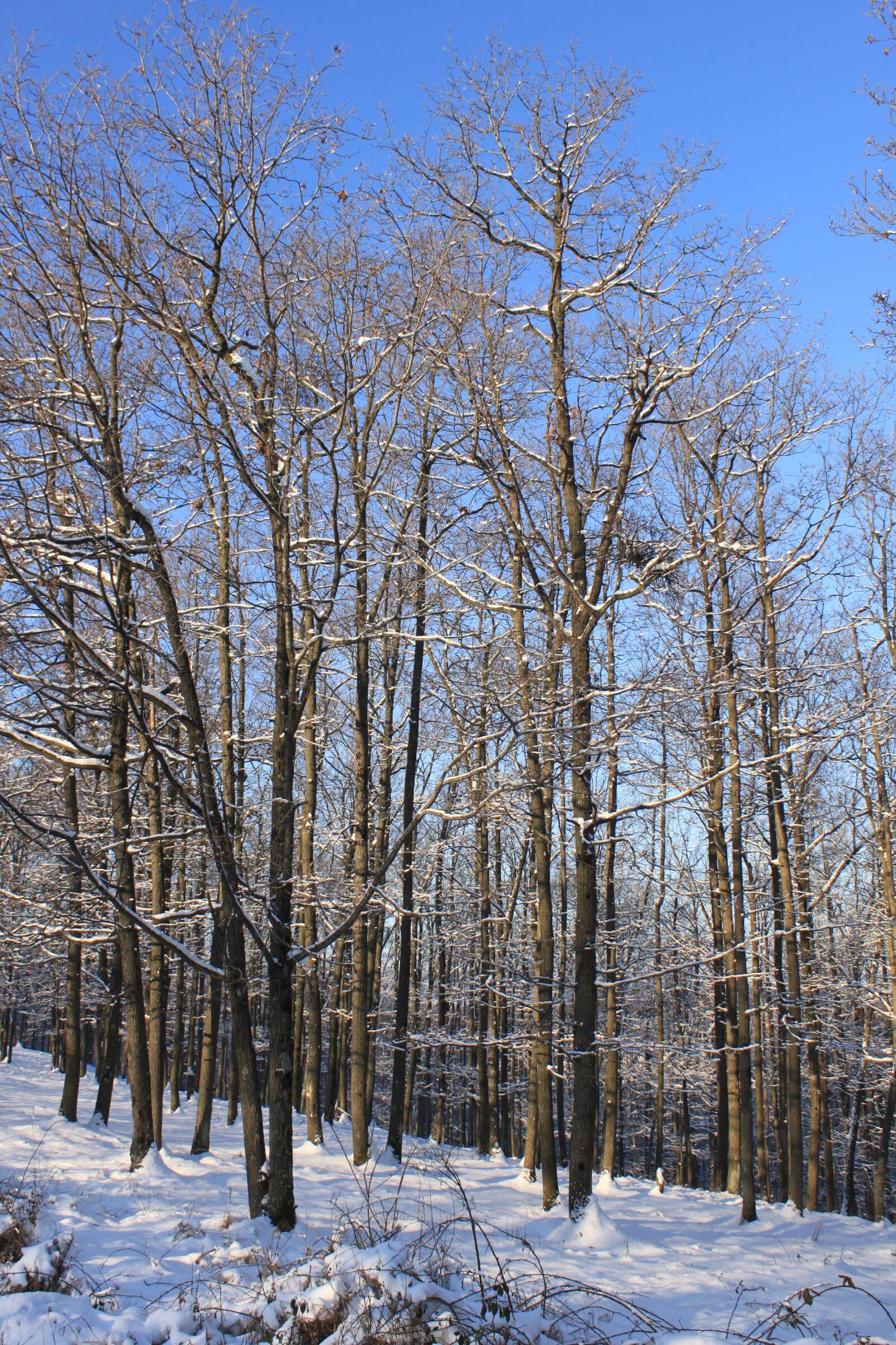 Canon EOS 500D (EOS Rebel T1i / EOS Kiss X3) sample photo. Blue, cold, forest photography