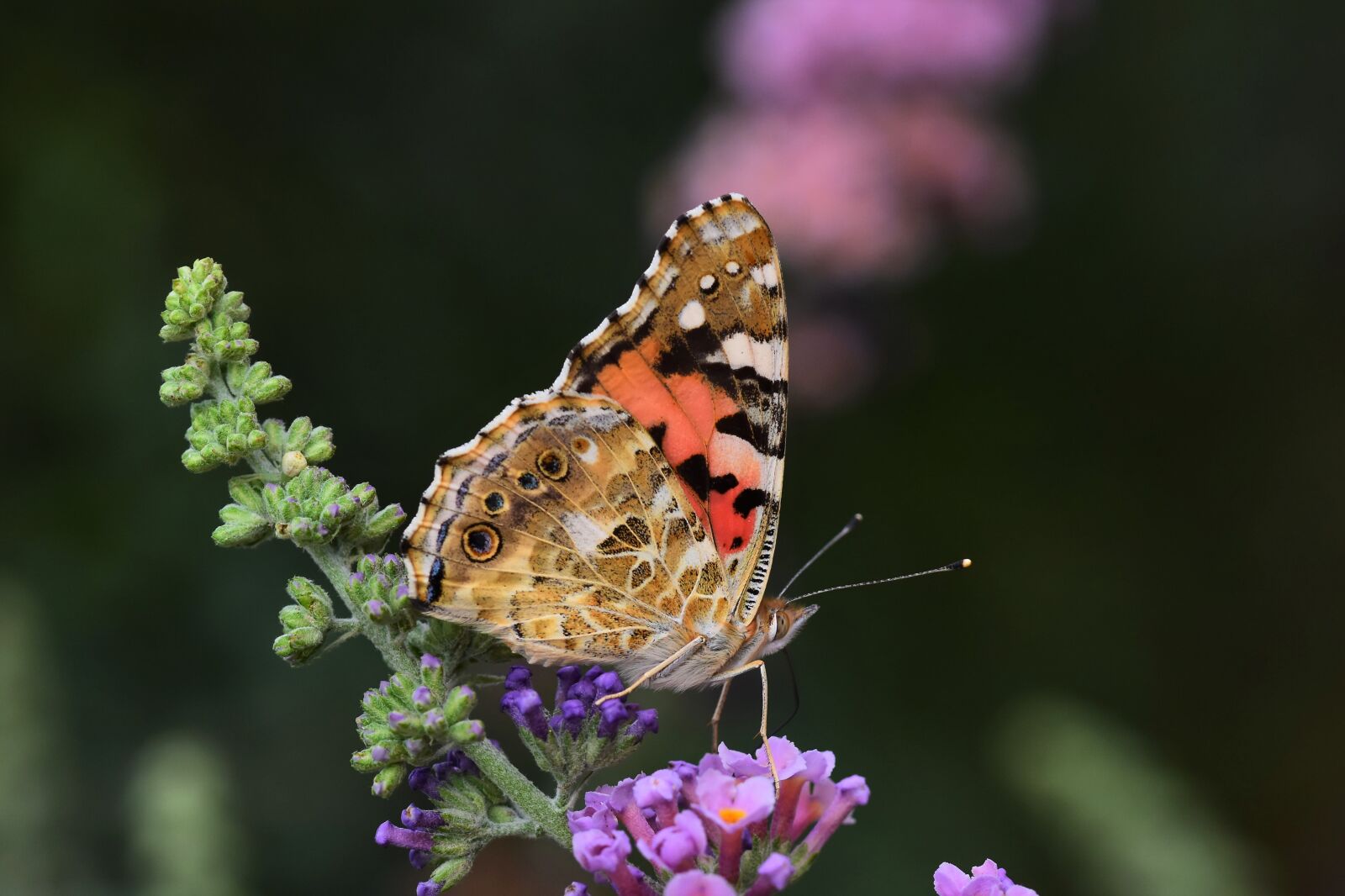 Nikon D5500 sample photo. Butterfly, flower, insect photography