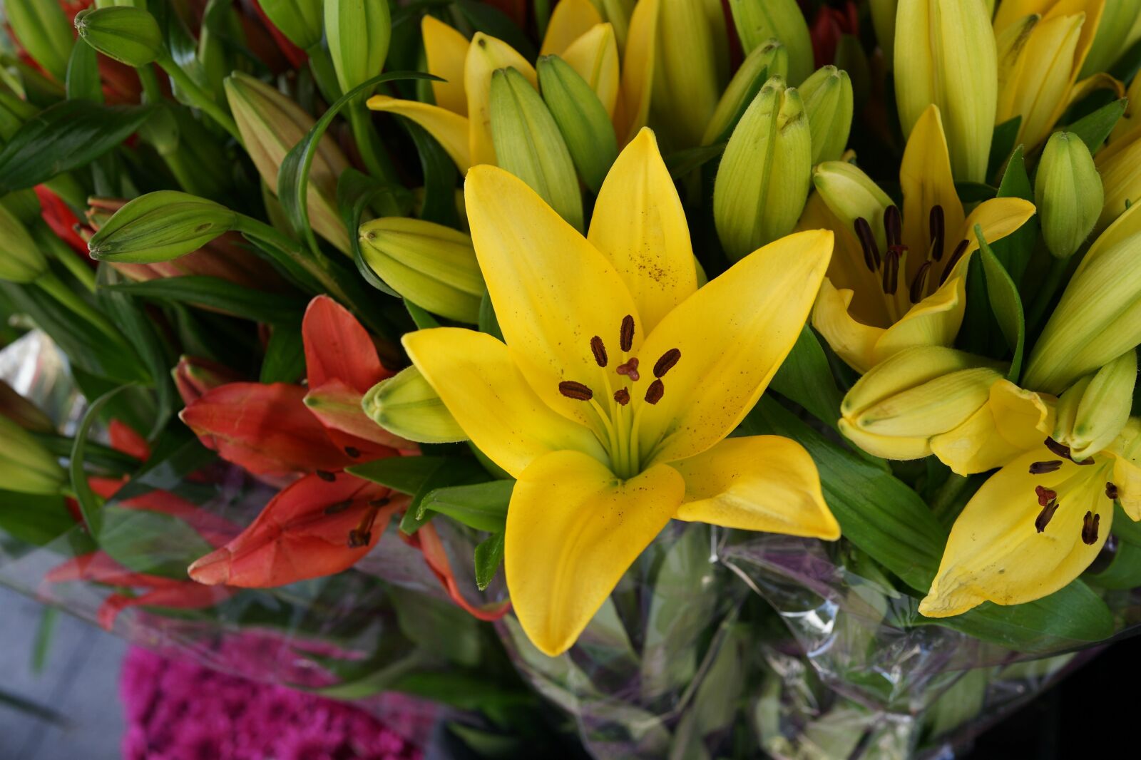 Sony Cyber-shot DSC-RX1R sample photo. Asiatic lily, buds, blossom photography
