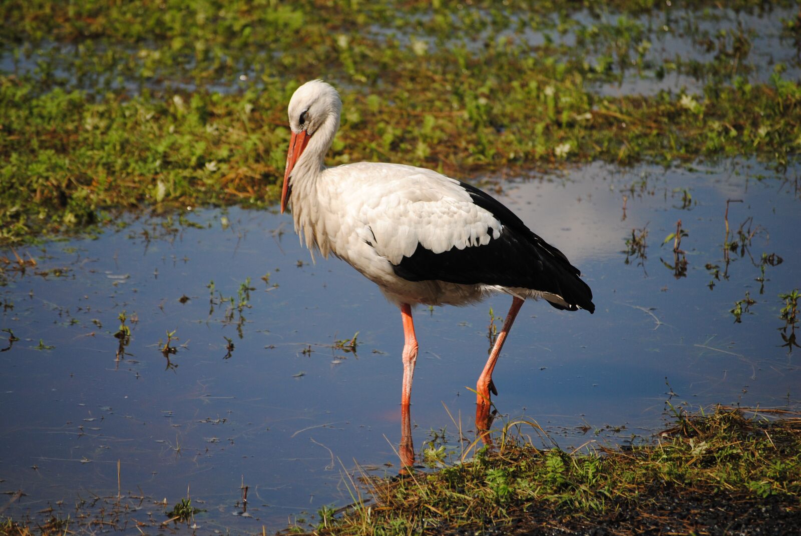 Nikon D3000 sample photo. Fauna, bird, nature photography