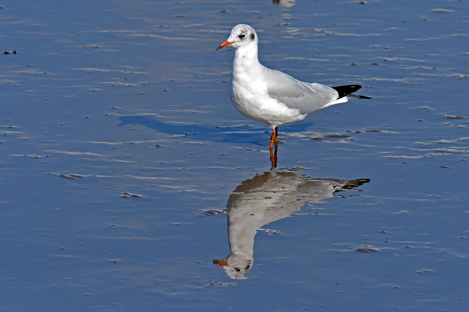 Nikon D500 sample photo. Black headed gull, watts photography