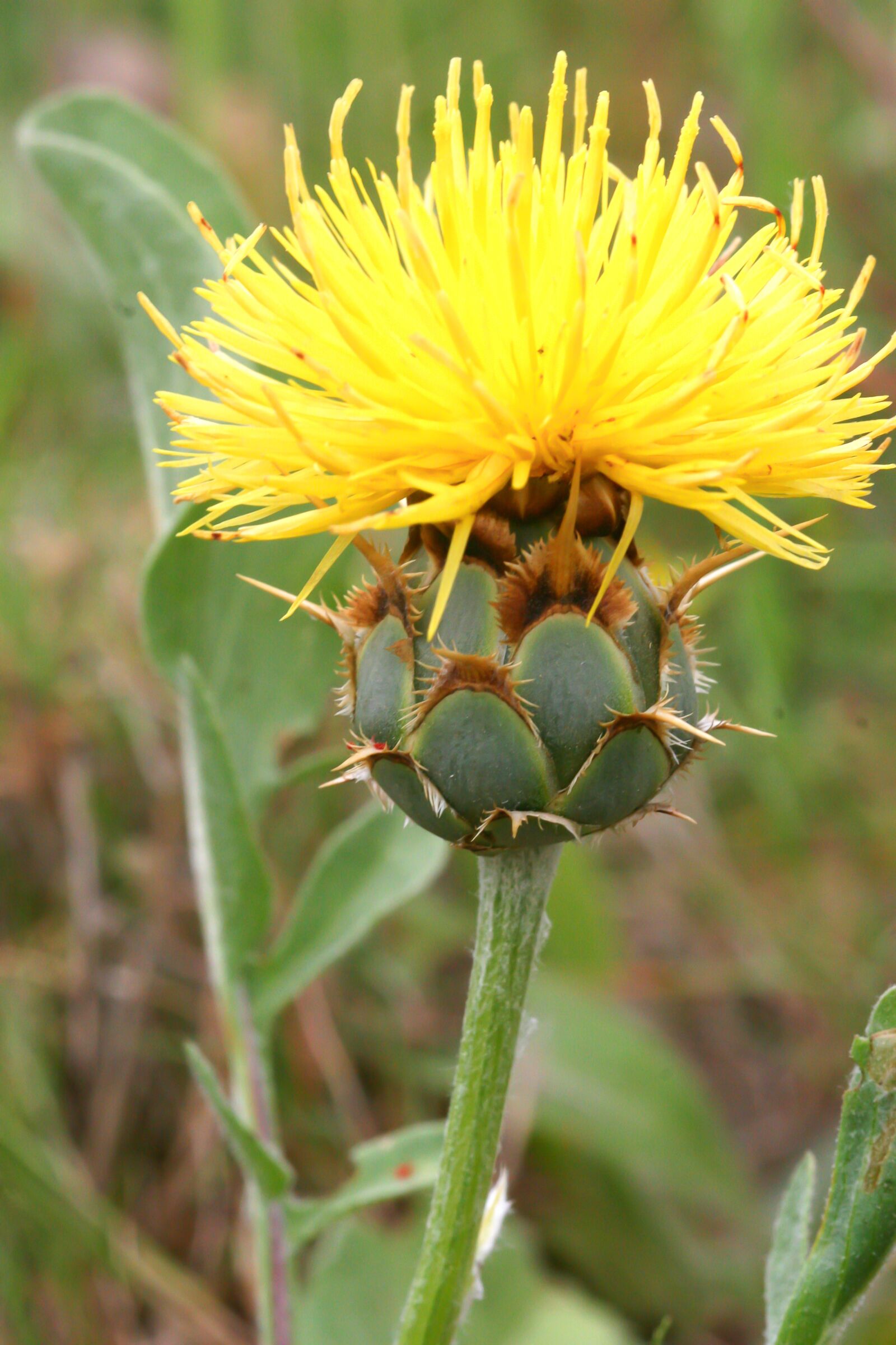 Canon EOS 30D sample photo. Knapweed, flowers, edge of photography