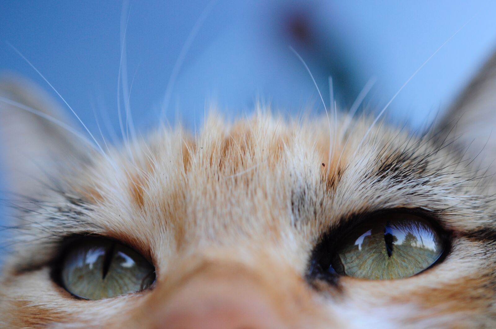Nikon D5000 sample photo. Cat, sky, green photography