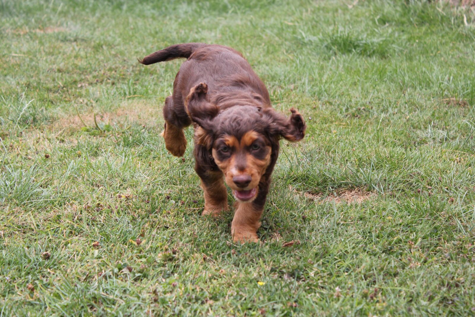 Canon EOS 550D (EOS Rebel T2i / EOS Kiss X4) sample photo. Dog, puppy, chocolate photography