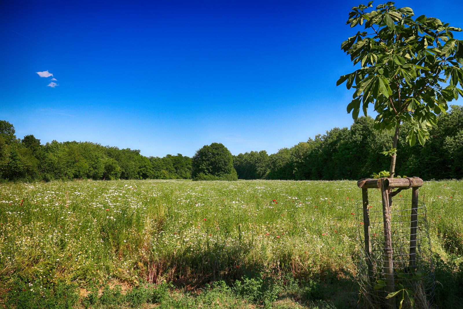 Canon EOS M sample photo. Meadows, field, spring photography