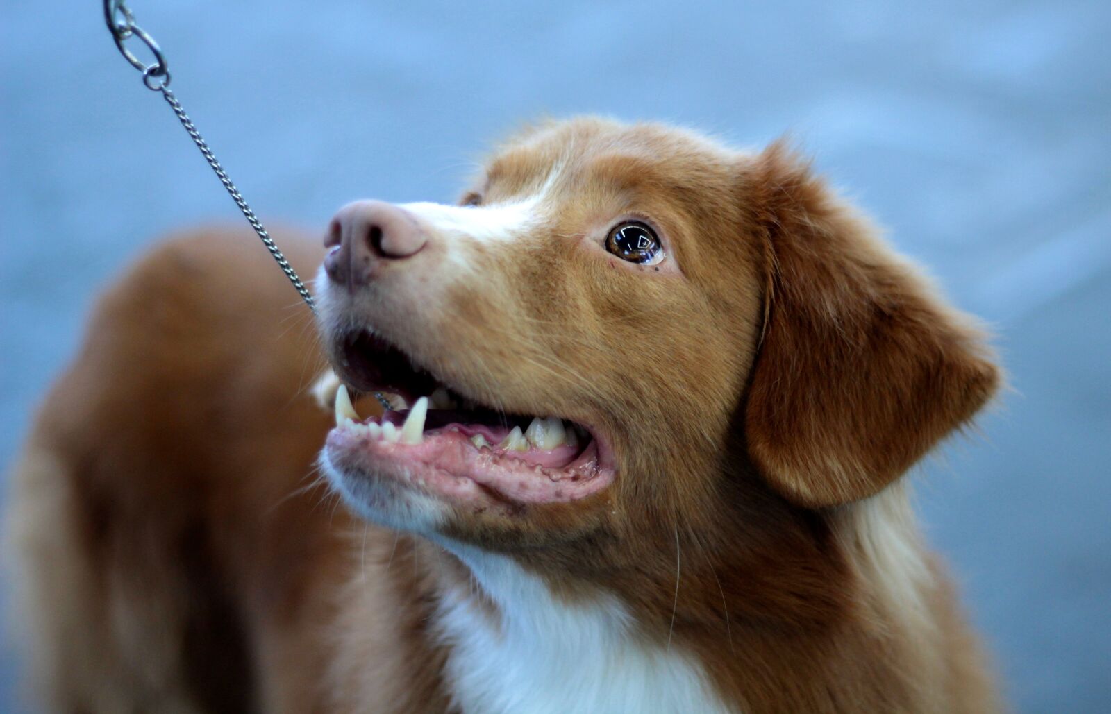 Canon EOS 600D (Rebel EOS T3i / EOS Kiss X5) + Canon EF 50mm F1.8 STM sample photo. Dogshow, dog, dog-photography photography
