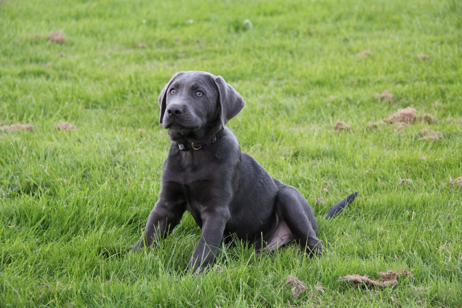 Canon EF-S 17-85mm F4-5.6 IS USM sample photo. Puppy, dog, labrador photography