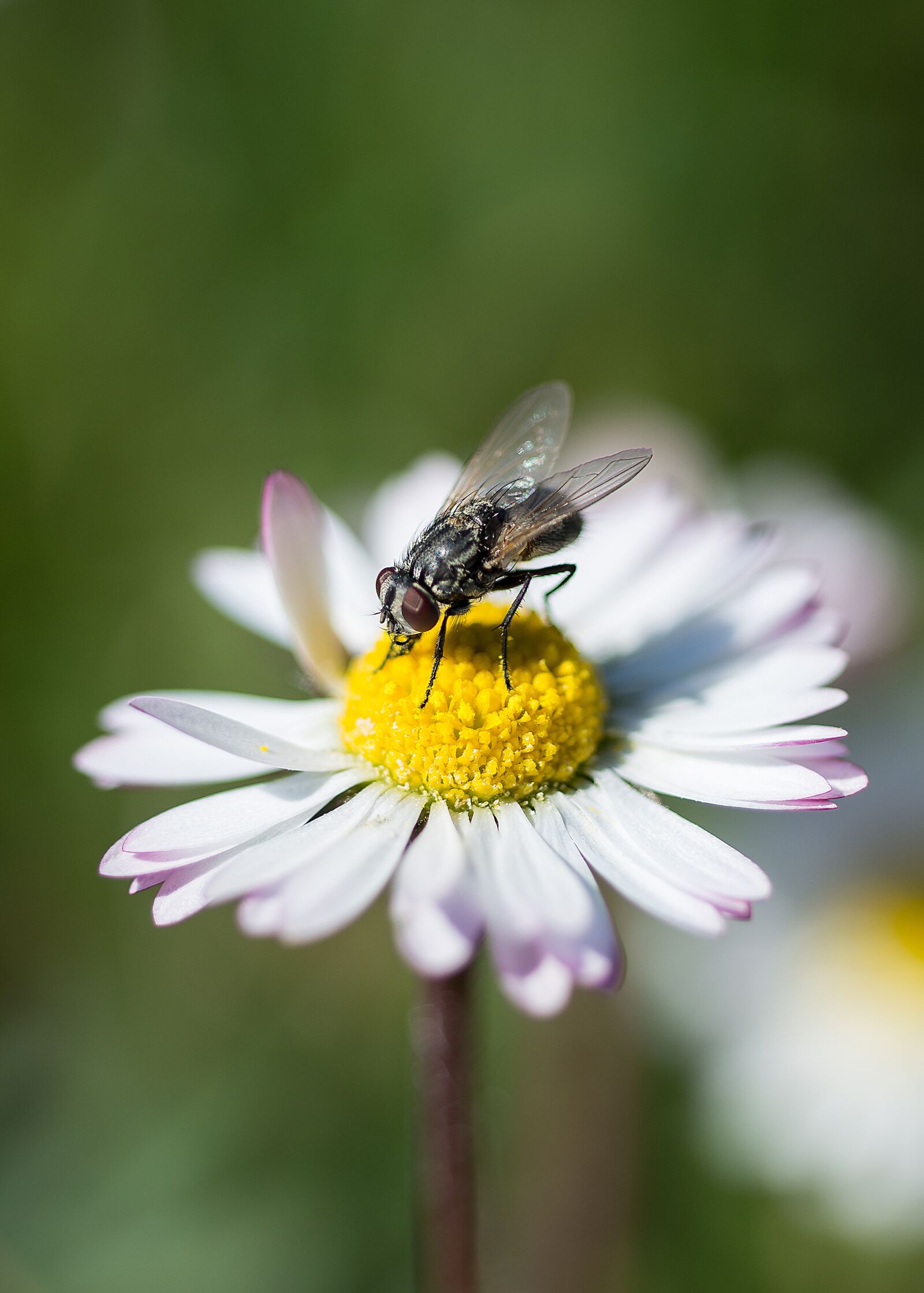 Nikon D7100 sample photo. Fly, insect, daisy photography