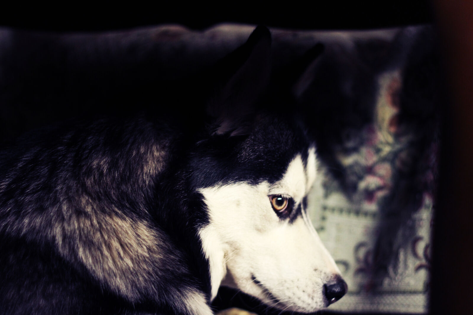 Canon EOS 600D (Rebel EOS T3i / EOS Kiss X5) + Canon EF 50mm F1.8 II sample photo. Animal, beauty, dog, husky photography