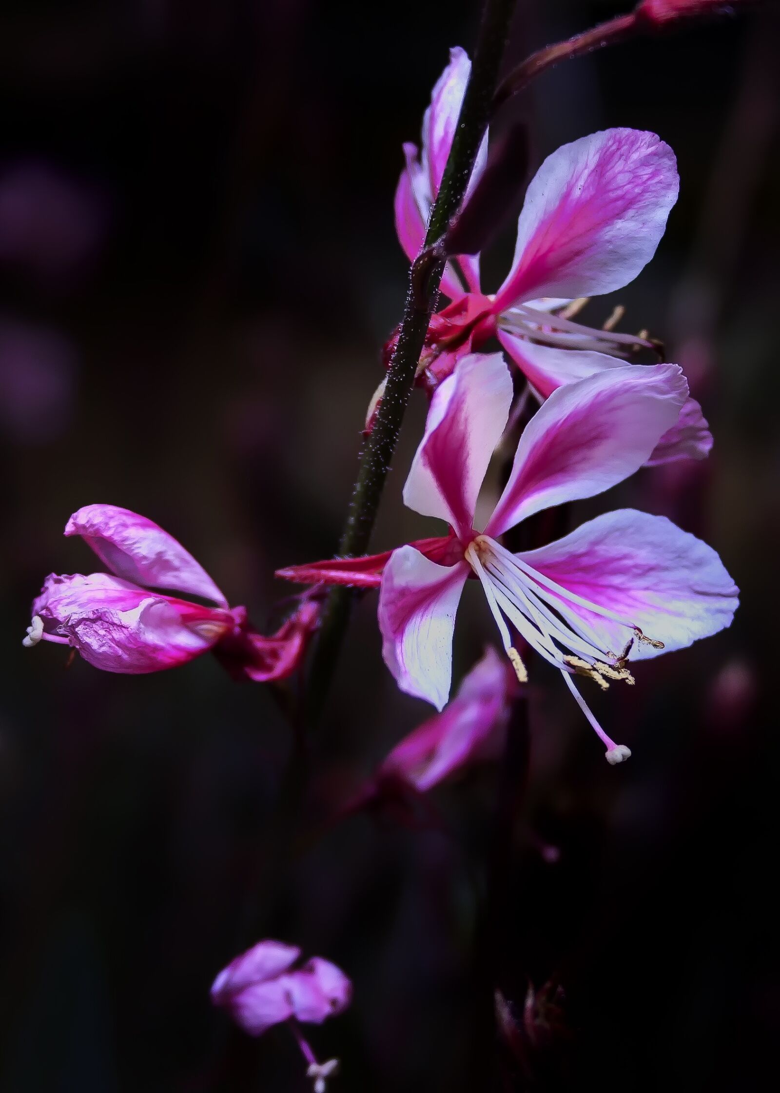 Canon EF-S 18-55mm F3.5-5.6 II sample photo. Blossom, bloom, close up photography