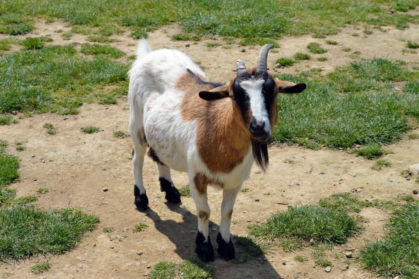 Nikon D3200 sample photo. Goat, mammal, nature photography