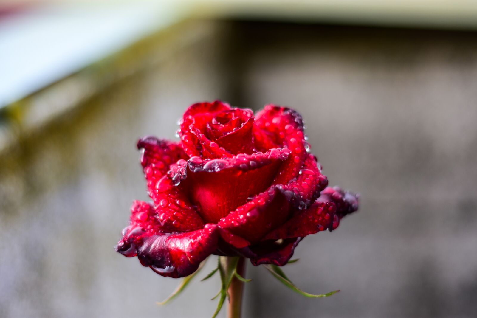 Nikon D3400 sample photo. Rosa, drops, water photography