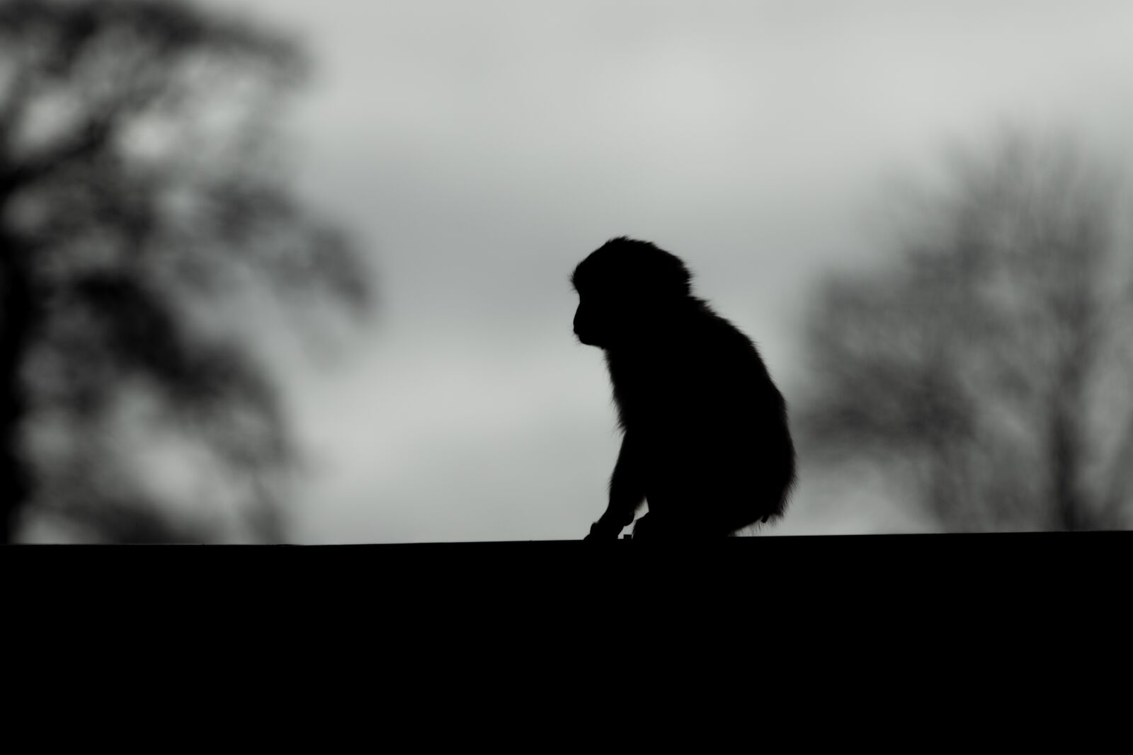 Canon EOS 7D Mark II sample photo. Barbary macaque, barbary, macaques photography
