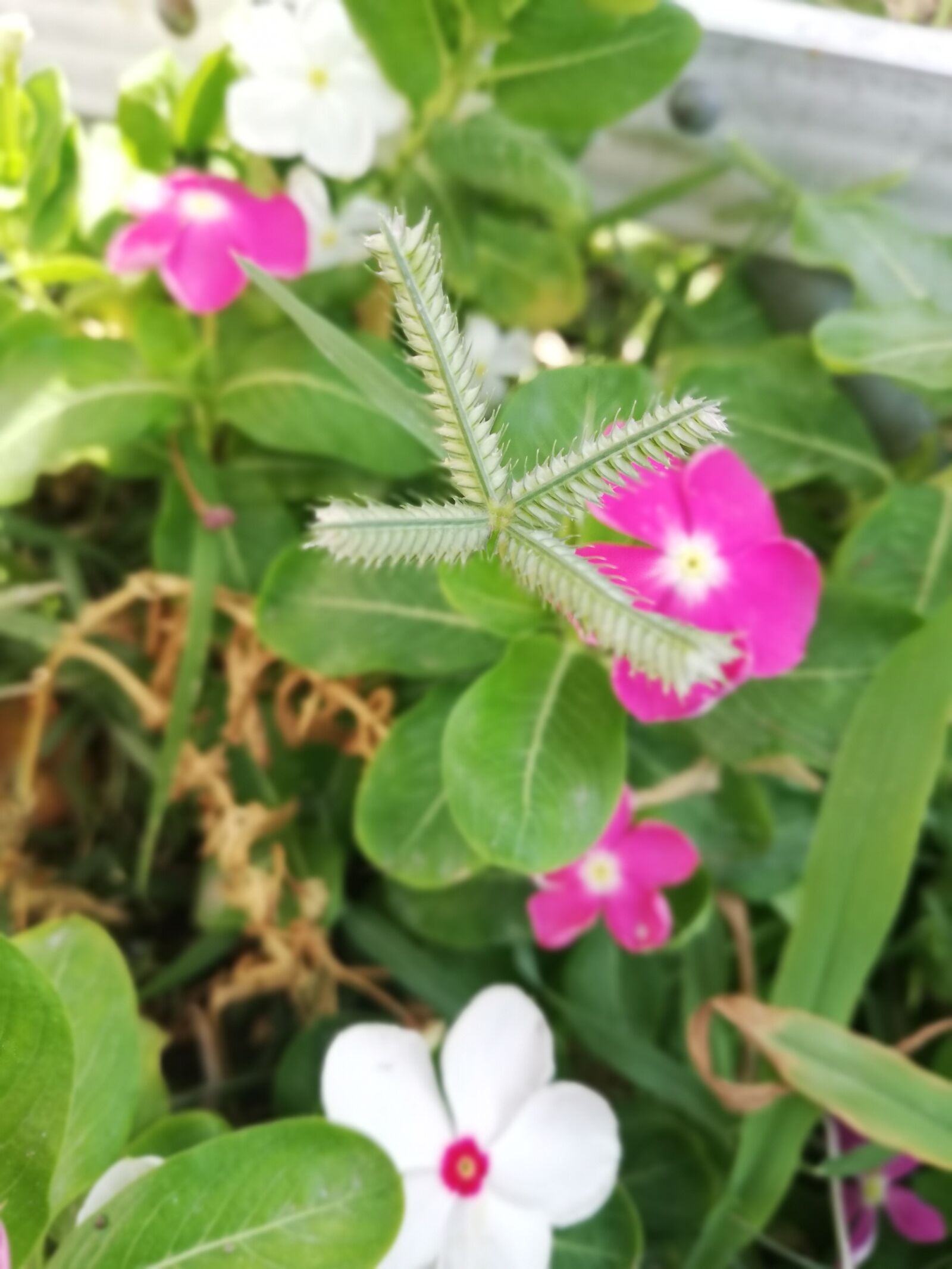 HUAWEI P20 lite sample photo. Copyright, music, videos photography