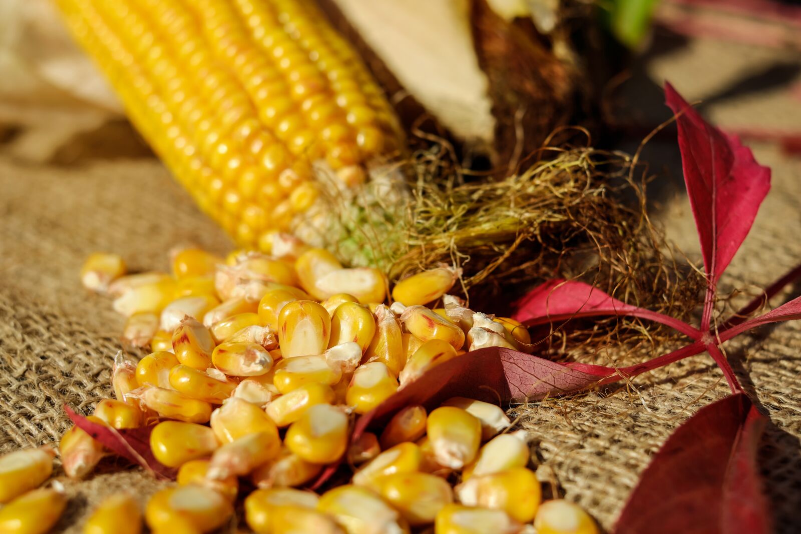 Fujifilm X-T10 + Fujifilm XF 35mm F1.4 R sample photo. Corn, corn kernels, yellow photography