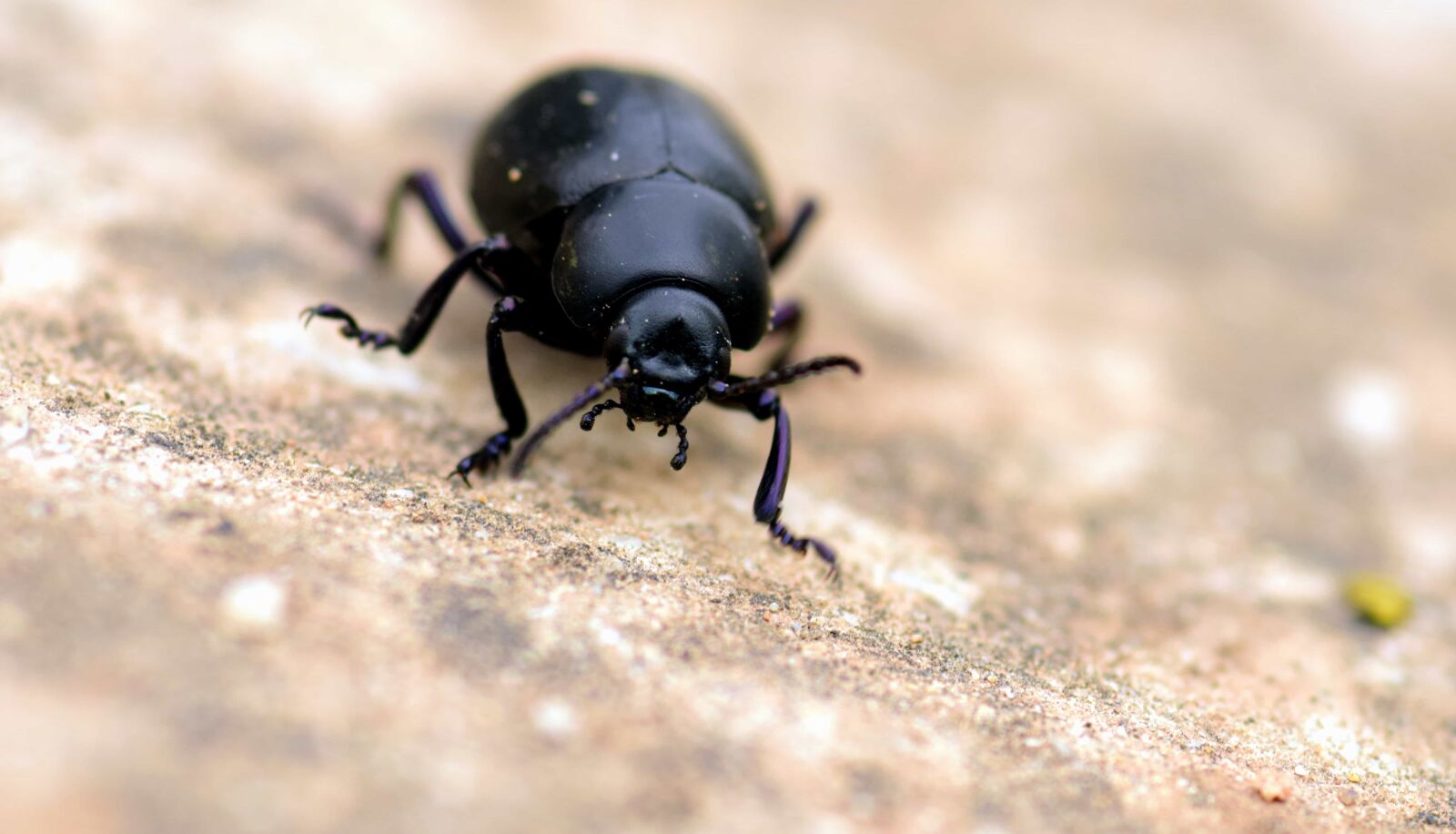 Nikon D3300 sample photo. Invertebrate, macro, beetle, nature photography