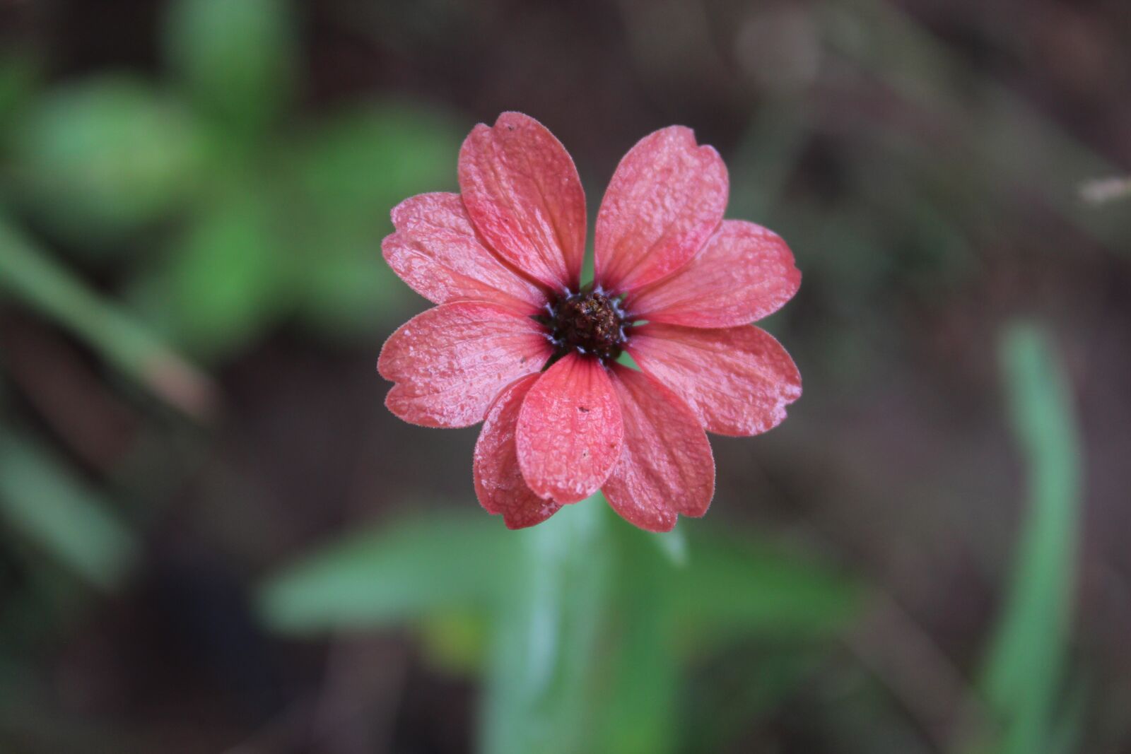 Canon EOS 650D (EOS Rebel T4i / EOS Kiss X6i) sample photo. Flower, garden, green photography