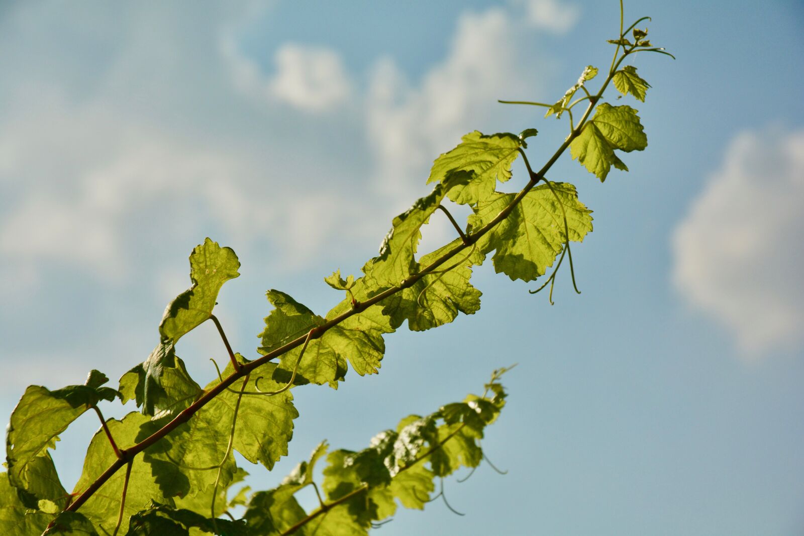 Nikon D7100 sample photo. Wine leaf, vine, grapevine photography