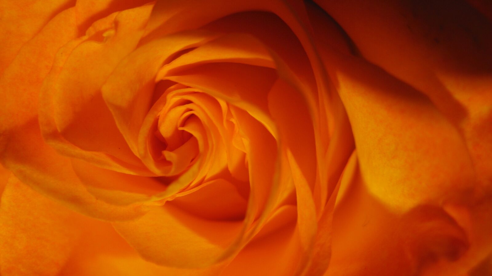 Canon POWERSHOT A720 IS sample photo. Rose, flower, orange photography