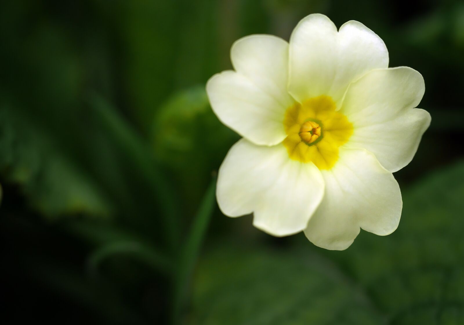 Panasonic Lumix DMC-GF7 sample photo. Primrose, flower, england photography