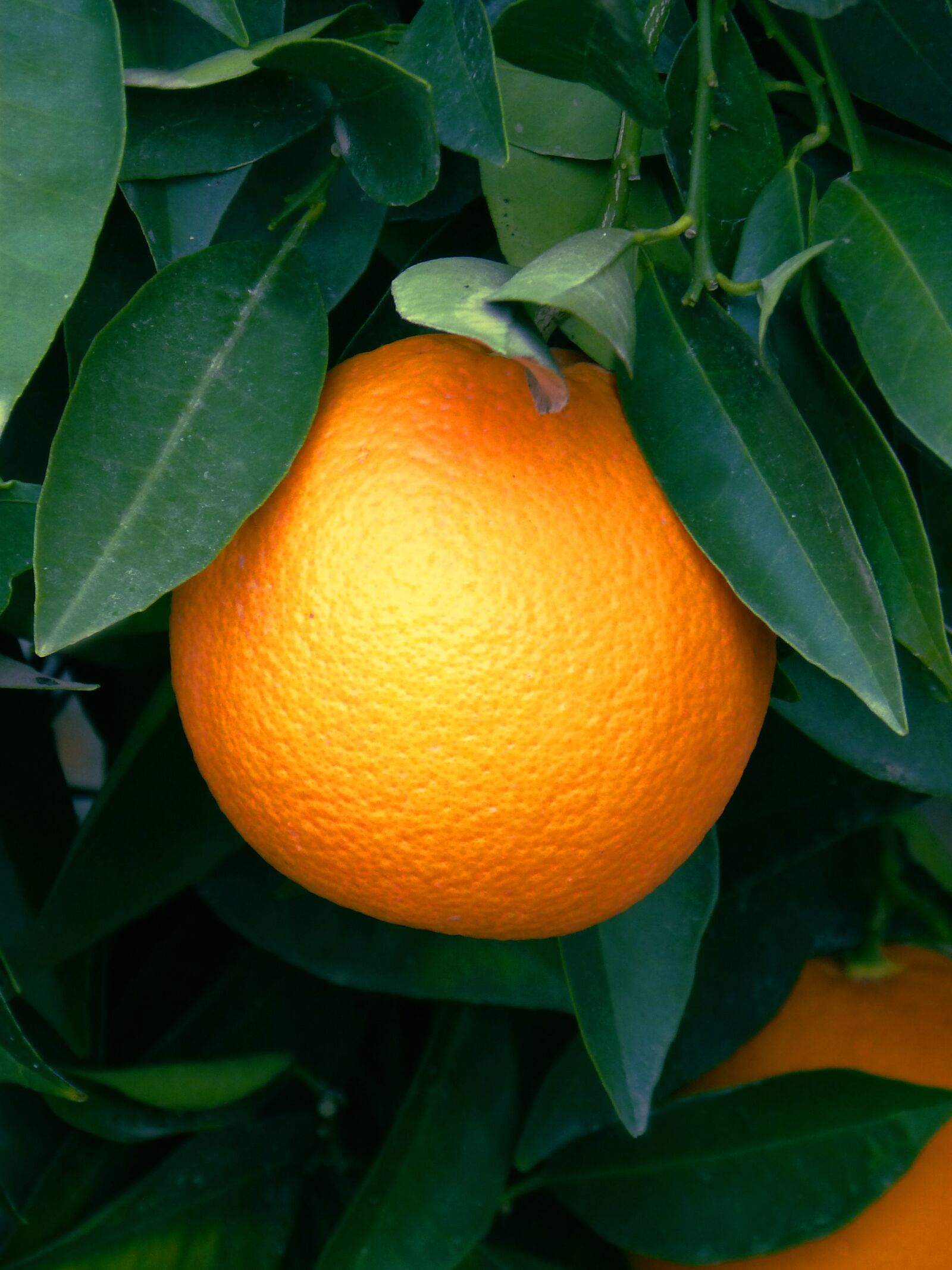 Panasonic DMC-FZ62 sample photo. Orange, naranjo, citric photography