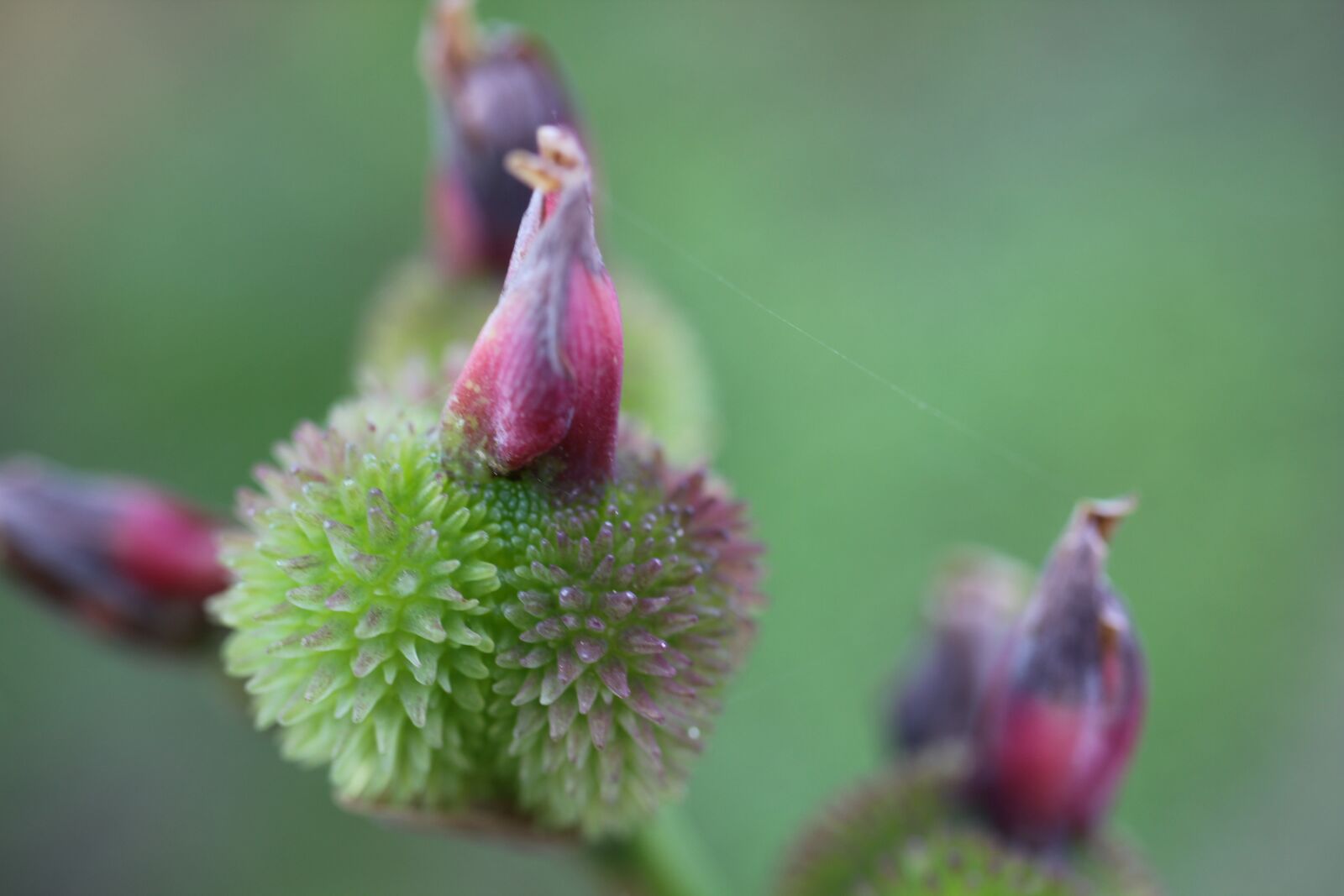 Canon EOS 550D (EOS Rebel T2i / EOS Kiss X4) sample photo. Faded, seeds, green photography