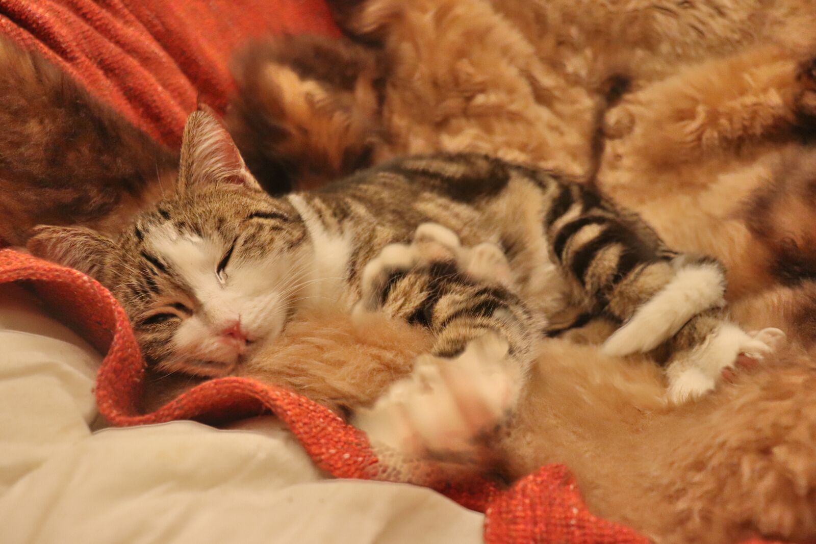 Canon EOS 77D (EOS 9000D / EOS 770D) sample photo. Cat, indoor, sad photography