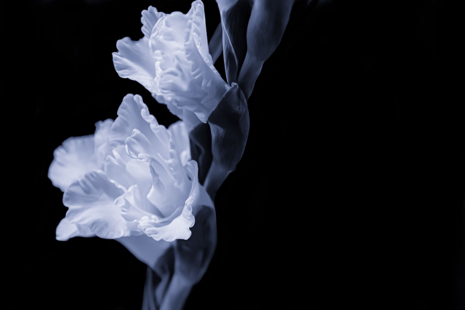 Nikon D5600 sample photo. Flower, gladiolus, minimal photography