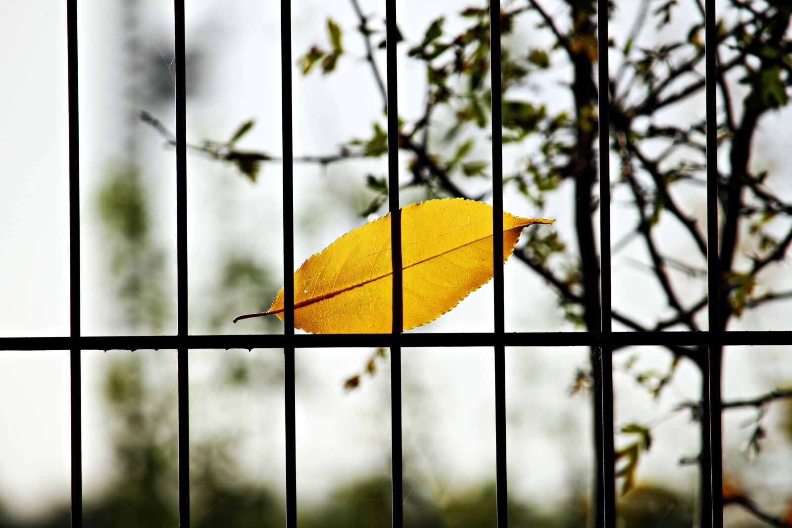 Canon EOS 100D (EOS Rebel SL1 / EOS Kiss X7) sample photo. Leaf, fence, grid photography